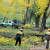 Oferta de trabajo para brigadas forestales
